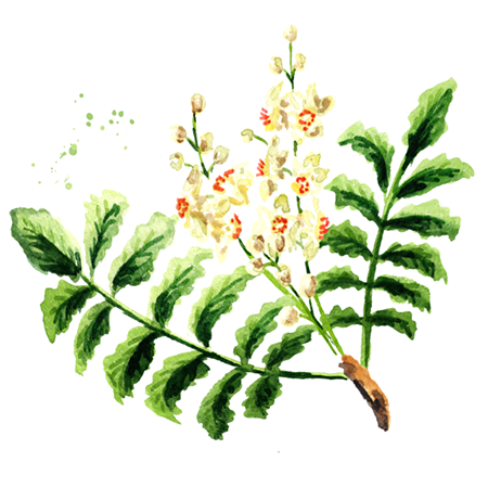 Kadidlovník pilovitý (Boswellia serrata extrakt)